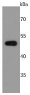 Poly(A) Binding Protein Nuclear 1 antibody, A02445-1, Boster Biological Technology, Western Blot image 