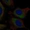 Atlastin GTPase 3 antibody, HPA076616, Atlas Antibodies, Immunocytochemistry image 