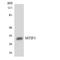 Mitochondrial Translational Initiation Factor 3 antibody, LS-C200238, Lifespan Biosciences, Western Blot image 