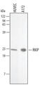 Pbp antibody, AF4538, R&D Systems, Western Blot image 