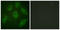 Microtubule Associated Protein 4 antibody, LS-C199224, Lifespan Biosciences, Immunofluorescence image 