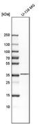 NK2 Homeobox 2 antibody, NBP1-82554, Novus Biologicals, Western Blot image 