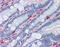 Apolipoprotein A1 antibody, 49-003, ProSci, Immunohistochemistry paraffin image 