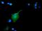 Growth Arrest Specific 7 antibody, GTX84466, GeneTex, Immunofluorescence image 