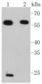 Interferon Regulatory Factor 7 antibody, A00115, Boster Biological Technology, Western Blot image 