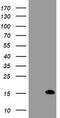 FXYD Domain Containing Ion Transport Regulator 3 antibody, TA504646, Origene, Western Blot image 