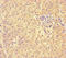 Phosphatidylethanolamine-binding protein 4 antibody, LS-C678982, Lifespan Biosciences, Immunohistochemistry paraffin image 