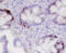 Trefoil Factor 3 antibody, MAB4407, R&D Systems, Immunohistochemistry paraffin image 