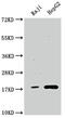 Peptidylprolyl Isomerase A antibody, CSB-RA917671A0HU, Cusabio, Western Blot image 