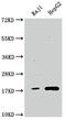 Peptidyl-prolyl cis-trans isomerase A antibody, CSB-RA917671A0HU, Cusabio, Western Blot image 