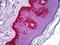 Chymotrypsin Like Elastase 1 antibody, orb94955, Biorbyt, Immunohistochemistry paraffin image 