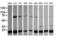 NADH:Ubiquinone Oxidoreductase Subunit B10 antibody, LS-C337816, Lifespan Biosciences, Western Blot image 