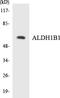 Aldehyde Dehydrogenase 1 Family Member B1 antibody, LS-C200115, Lifespan Biosciences, Western Blot image 