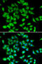 Nuclear Factor Of Activated T Cells 3 antibody, 22-392, ProSci, Immunofluorescence image 