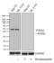 Forkhead Box A2 antibody, 710680, Invitrogen Antibodies, Western Blot image 