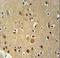 ABIN3 antibody, LS-C160083, Lifespan Biosciences, Immunohistochemistry frozen image 