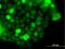 Zinc Finger Protein 415 antibody, H00055786-B01P, Novus Biologicals, Immunofluorescence image 