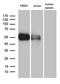 V-Set Immunoregulatory Receptor antibody, LS-C796319, Lifespan Biosciences, Western Blot image 