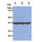 Eukaryotic Translation Initiation Factor 2 Subunit Alpha antibody, GTX57580, GeneTex, Western Blot image 