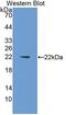 Interleukin 1 Alpha antibody, LS-C314137, Lifespan Biosciences, Western Blot image 