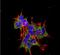 Receptor Accessory Protein 2 antibody, NBP2-59313, Novus Biologicals, Immunocytochemistry image 