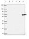 Tetratricopeptide Repeat Domain 39C antibody, PA5-64239, Invitrogen Antibodies, Western Blot image 