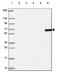 Tetratricopeptide Repeat Domain 39C antibody, PA5-64239, Invitrogen Antibodies, Western Blot image 