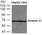 Annexin A6 antibody, GTX50854, GeneTex, Western Blot image 
