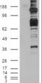 Caspase Recruitment Domain Family Member 11 antibody, EB05886, Everest Biotech, Western Blot image 