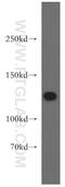 Splicing Factor 3a Subunit 1 antibody, 15858-1-AP, Proteintech Group, Western Blot image 