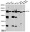 Kinectin 1 antibody, LS-C747557, Lifespan Biosciences, Western Blot image 