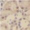 Retinoid X Receptor Alpha antibody, FNab07542, FineTest, Immunohistochemistry frozen image 