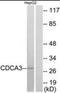 Cell Division Cycle Associated 3 antibody, orb96571, Biorbyt, Western Blot image 