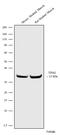 Tropomyosin 2 antibody, 720307, Invitrogen Antibodies, Western Blot image 