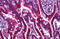 G Protein-Coupled Receptor 137C antibody, MBS247468, MyBioSource, Immunohistochemistry frozen image 