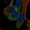 Ribosomal Protein S18 antibody, NBP2-55001, Novus Biologicals, Immunofluorescence image 