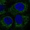 Protein Phosphatase 1 Regulatory Subunit 3E antibody, PA5-63975, Invitrogen Antibodies, Immunofluorescence image 