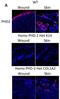 Egl nine homolog 1 antibody, NB100-2219, Novus Biologicals, Immunohistochemistry frozen image 