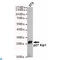 Cyclin Dependent Kinase Inhibitor 1B antibody, LS-C813064, Lifespan Biosciences, Western Blot image 