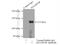 C2 Calcium Dependent Domain Containing 5 antibody, 21138-1-AP, Proteintech Group, Immunoprecipitation image 