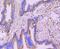 Ezrin antibody, NBP2-66827, Novus Biologicals, Immunohistochemistry paraffin image 