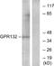 G Protein-Coupled Receptor 132 antibody, A30804, Boster Biological Technology, Western Blot image 