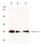 CLDN11 antibody, AP06062PU-N, Origene, Western Blot image 