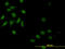 Caspase 9 antibody, LS-C196819, Lifespan Biosciences, Immunofluorescence image 