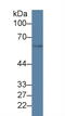 Growth Differentiation Factor 5 antibody, MBS2002161, MyBioSource, Western Blot image 