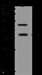 MAD2L1 Binding Protein antibody, 207379-T32, Sino Biological, Western Blot image 