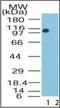 Lysine Demethylase 1A antibody, orb87900, Biorbyt, Western Blot image 