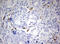 MSR antibody, LS-C789628, Lifespan Biosciences, Immunohistochemistry paraffin image 