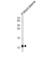 Apolipoprotein A2 antibody, abx034964, Abbexa, Western Blot image 