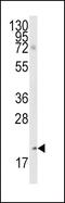 Bcl2 Modifying Factor antibody, PA5-11386, Invitrogen Antibodies, Western Blot image 